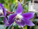Dendrobium victoriae-reginae, orchid species flower, blue orchid flower, Pacific Orchid Expo 2019, Hall of Flowers, Golden Gate Park, San Francisco, California