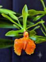 Epidendrum pseudepidendrum, orchid species flower, green and orange flower, Pacific Orchid Expo 2019, Hall of Flowers, Golden Gate Park, San Francisco, California