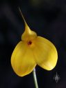 Masdevallia davisii 'George', orchid species flower, yellow flower, pleurothallid, Pacific Orchid Expo 2018, San Francisco, California