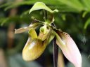 Paphiopedilum, Paph, Lady Slipper orchid flower, Pacific Orchid Expo 2014, San Francisco, California