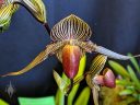 Paphiopedilum rothschildianum, Lady Slipper orchid flower, Pacific Orchid Expo 2019, Hall of Flowers, Golden Gate Park, San Francisco, California