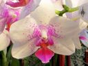 Moth Orchid hybrid flower, Phalaenopsis, Phal, Pacific Orchid Expo 2014, San Francisco, California