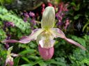 Phragmipedium, Phrag, Lady Slipper orchid, Princess of Wales Conservatory, RBG Kew, Kew Gardens, London, UK