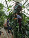 Greenhouse workers assembling orchid display, Princess of Wales Conservatory, RBG Kew, Kew Gardens, London, UK