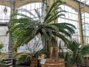 Eastern Cape Giant Cycad, Encephalartos altensteinii, large potted plant inside glasshouse, Amsterdam Botanical Garden, Hortus Botanicus, Amsterdam, Netherlands