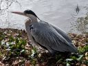 Grey Heron, Ardea cinerea, Amsterdam Botanical Garden, Hortus Botanicus, Amsterdam, Netherlands