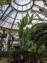 View inside a tropical glasshouse, Amsterdam Botanical Garden, Hortus Botanicus, Amsterdam, Netherlands