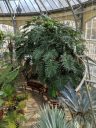 View inside a glasshouse, Amsterdam Botanical Garden, Hortus Botanicus, Amsterdam, Netherlands