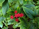 Red flowers and green leaves, Amsterdam Botanical Garden, Hortus Botanicus, Amsterdam, Netherlands