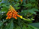 Steriphoma paradoxum, flowering plant species, Amsterdam Botanical Garden, Hortus Botanicus, Amsterdam, Netherlands