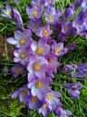Crocus flowers, Amsterdam Botanical Garden, Hortus Botanicus, Amsterdam, Netherlands
