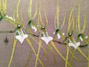 Brassia verrucosa, Spider Orchid, orchid species flowers, woodblock print, Rankafu exhibit, Orchid Flower Album, RBG Kew, Kew Gardens, London, UK