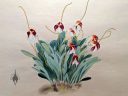 Masdevallia schroederiana, orchid species flowers and leaves, woodblock print, Rankafu exhibit, Orchid Flower Album, RBG Kew, Kew Gardens, London, UK