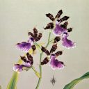 Zygopetalum maxillare, Zygo, orchid species flowers, woodblock print, Rankafu exhibit, Orchid Flower Album, RBG Kew, Kew Gardens, London, UK