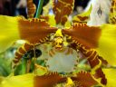 Rossioglossum orchid flower, brown yellow and white flower, Pacific Orchid Expo 2019, Hall of Flowers, Golden Gate Park, San Francisco, California