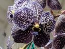 Vanda Gordon Dillon, orchid hybrid flower, Pacific Orchid Expo 2019, Hall of Flowers, Golden Gate Park, San Francisco, California