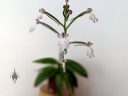 Cynorkis fastigiata, miniature orchid species flowers, grown indoors in Pacifica, California