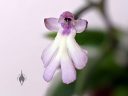 Cynorkis fastigiata, miniature orchid species flower, grown indoors in Pacifica, California