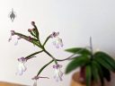 Cynorkis fastigiata, miniature orchid species flowers and buds, grown indoors in Pacifica, California