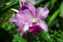Cattleya hybrid flower, The Orchid Show: Singapore, New York Botanical Garden, Bronx, NY
