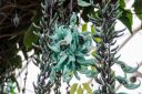 Jade Vine, Strongylodon macrobotrys, emerald vine, turquoise jade vine, The Orchid Show: Singapore, New York Botanical Garden, Bronx, NY
