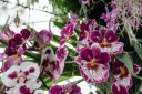 Miltoniopsis and Phalaenopsis orchids, Moth Orchid, Phal, Pansy Orchid, The Orchid Show: Singapore, New York Botanical Garden, Bronx, NY