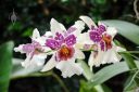 Odontoglossum orchid hybrid flowers, Odont, The Orchid Show: Singapore, New York Botanical Garden, Bronx, NY