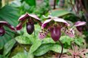 Paphiopedilum orchids, Lady Slipper flowers, Paph, The Orchid Show: Singapore, New York Botanical Garden, Bronx, NY