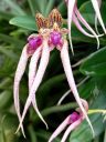 Bulbophyllum flowers, orchid flowers, Conservatory of Flowers, Golden Gate Park, San Francisco, California
