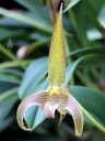 Bulbophyllum lobbii, orchid species flower, RBG Kew, Princess of Wales Conservatory, London, UK