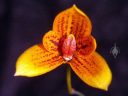 Bulbophyllum pardalotum, orchid species flower, miniature orchid, orange and red flower, grown indoors in San Francisco, California