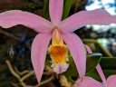 Cattleya orchid, pink yellow and white flower, Pacific Orchid Expo 2019, San Francisco, California