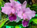 Cattleya hybrid orchid, pink and purple flowers, Pacific Orchid Expo 2019, San Francisco, California