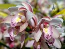 Cymbidium flowers, orchid hybrid flowers, growing outdoors in Pacifica, California