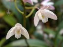 Dendrobium x delicatum, orchid hybrid flowers, Australian native orchid, growing outdoors in Pacifica, California