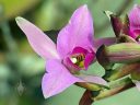 Laelia anceps, orchid species flower, Mexican native species, growing outdoors in Pacifica, California