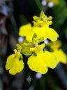 Dancing Lady Orchid, Oncidium Gower Ramsey, orchid hybrid flowers, yellow flowers, Pacific Orchid Expo 2019, San Francisco, California