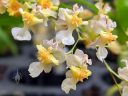 Dancing Lady Orchid, Oncidium Twinkle Fantasy, orchid hybrid flowers, Pacific Orchid Expo 2019, San Francisco, California