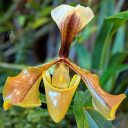 Paphiopedilum villosum, Lady Slipper species flower, Paph, Paphiopedilum orchid, Pacific Orchid Expo 2019, San Francisco, California