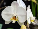 Phalaenopsis Maki Watanabe 'Carmela', Moth Orchid, hybrid Phalaenopsis flowers, Phal, white flowers, Pacific Orchid Expo 2019, San Francisco, California