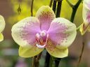 Phalaenopsis, Moth Orchid, hybrid Phalaenopsis flower, Phal, Pacific Orchid Expo 2019, San Francisco, California