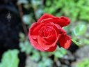 Red rose flower, growing outdoors in Pacifica, California