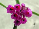 Epidendrum melanogastropodium, orchid species flowers, purple and red flowers, miniature orchid, growing outdoors in Pacifica, California