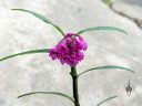 Epidendrum melanogastropodium, orchid species flowers and leaves, purple and red flowers, miniature orchid, growing outdoors in Pacifica, California