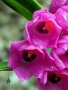 Epidendrum melanogastropodium, close-up of orchid species flowers, purple and red flowers, miniature orchid, growing outdoors in Pacifica, California