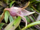 Masdevallia coriacea, orchid species flower, pleurothallid, miniature orchid, growing outdoors in Pacifica, California