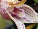 Masdevallia coriacea, close up of orchid species flower, flower is white with purple-red spots, pleurothallid, miniature orchid, growing outdoors in Pacifica, California
