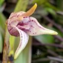 Masdevallia coriacea, orchid species flower, flower is white with purple-red spots, pleurothallid, miniature orchid, growing outdoors in Pacifica, California