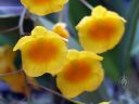Dendrobium orchid flowers, yellow and orange flowers, Orchids in the Park 2018, County Fair Building, Golden Gate Park, San Francisco, California