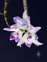 Dendrobium victoriae-reginae, orchid species flowers, bluish-purple flowers, Philippines native species, grown outdoors in Pacifica, California